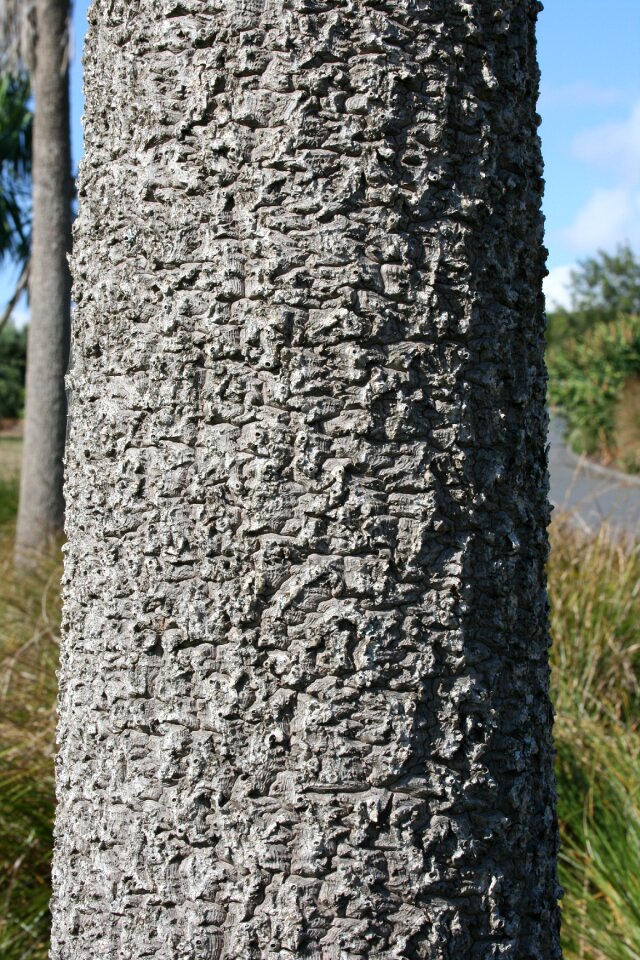 Cordyline australis cabbage tree culture