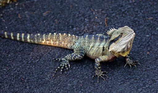 Lizard iguana intellagama lesueurii photo