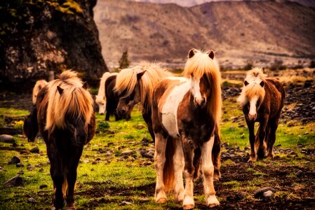 Ponies landscape mountains photo