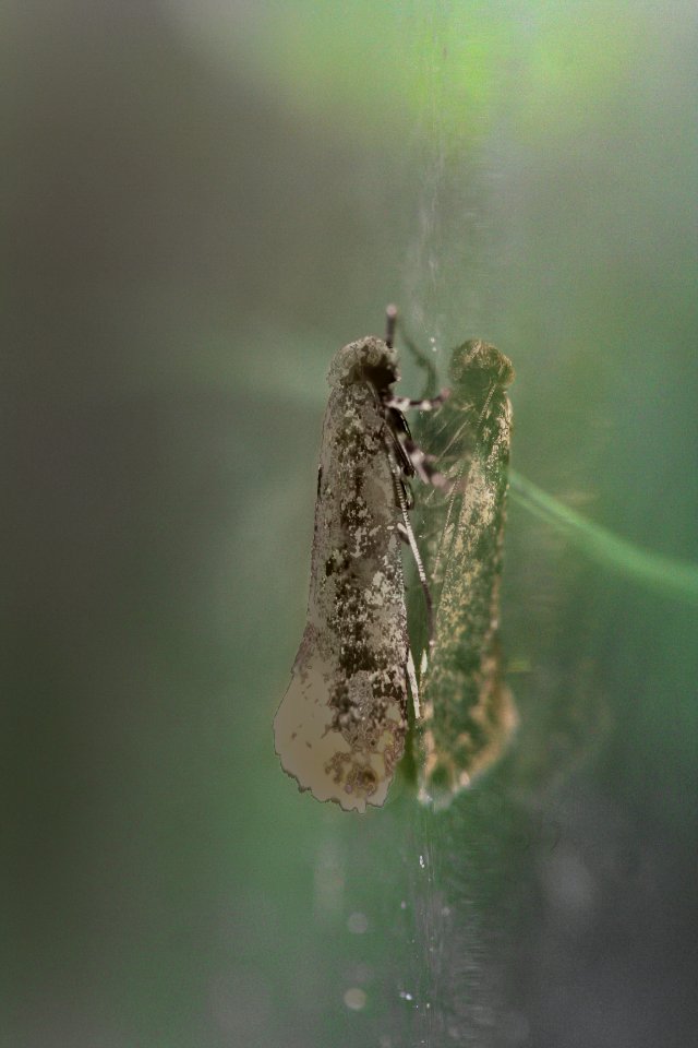 On the windowpane