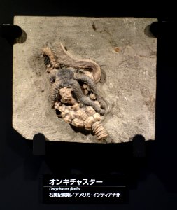 Oncychaster flexilis - National Museum of Nature and Science, Tokyo - DSC07717