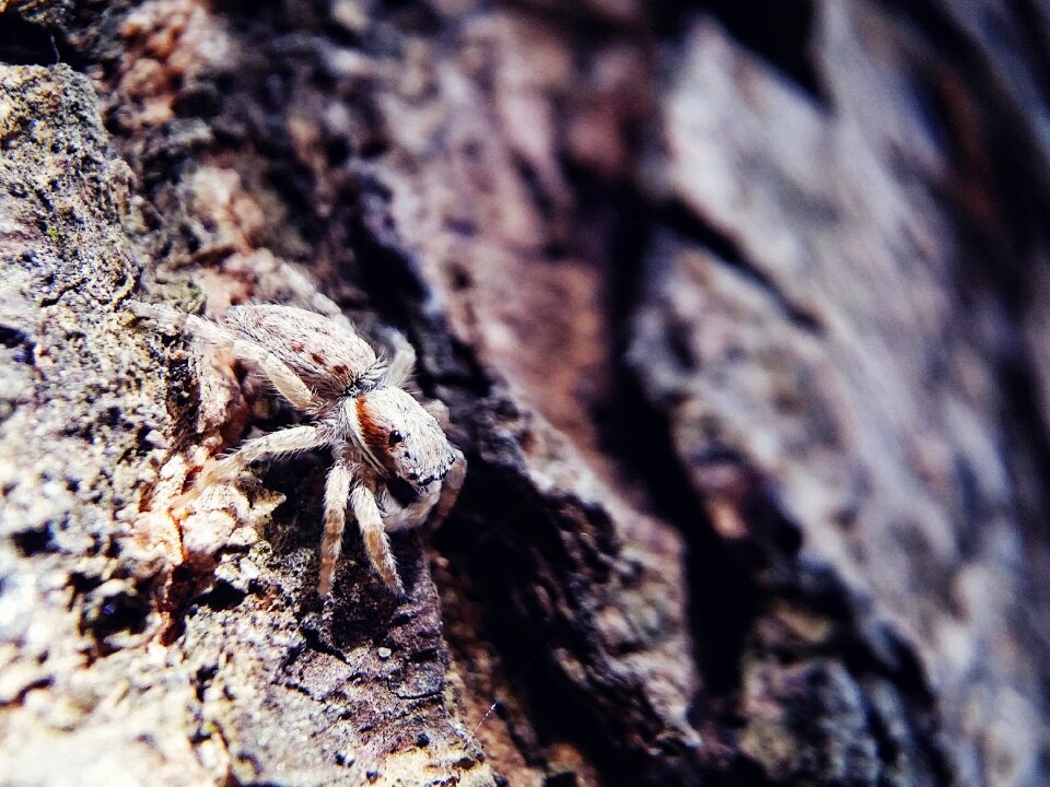 Life insect hairy