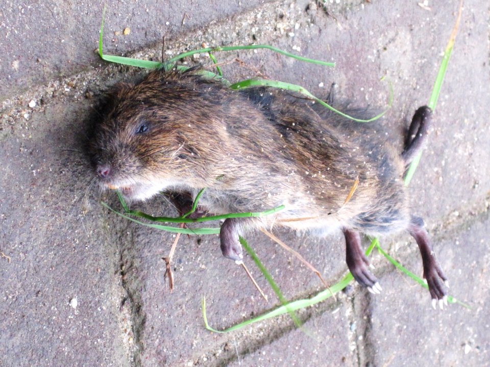 Ondatra zibethicus (Muskrat) (dead), Arnhem, the Netherlands