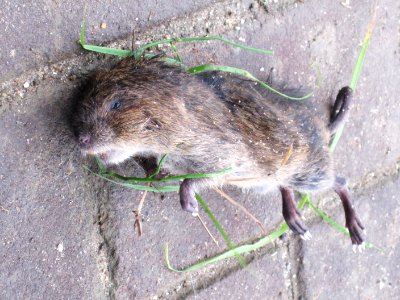 Ondatra zibethicus (Muskrat) (dead), Arnhem, the Netherlands