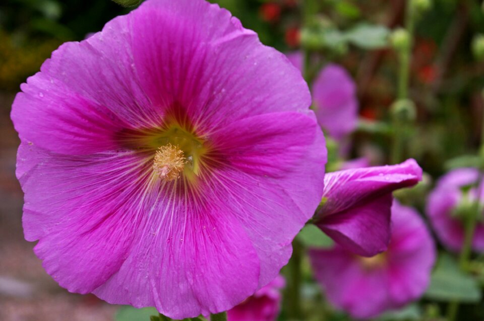 Blossom bloom flowers