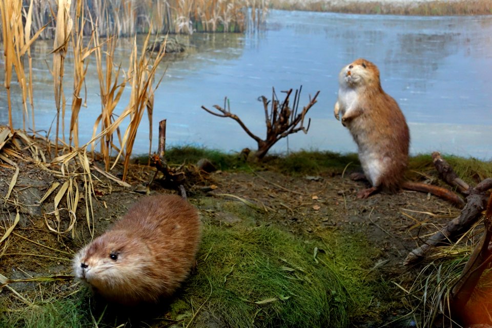 Ondatra zibethicus - Naturhistorisches Museum, Braunschweig, Germany - DSC05054