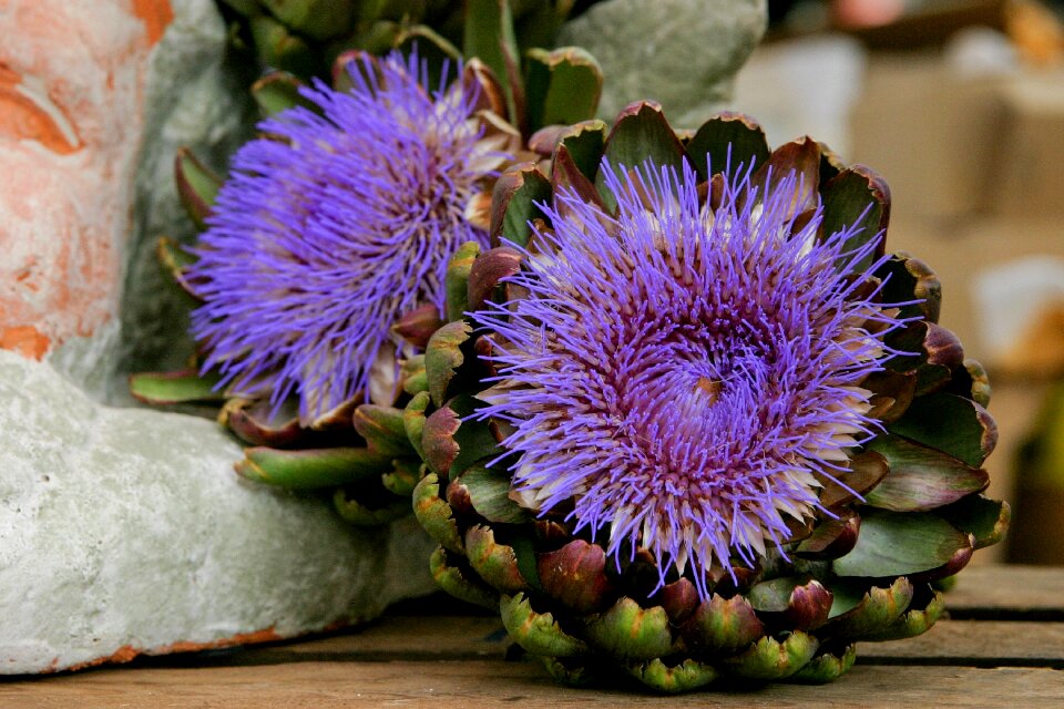 Purple blossom bloom