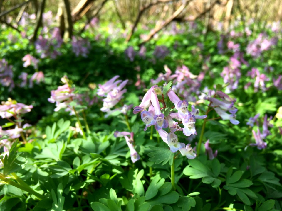 Ondergroei gedomineerd door Corydalis solida