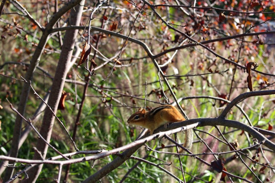 The squirrel pręgowiec tree