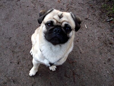 Beige cute funny