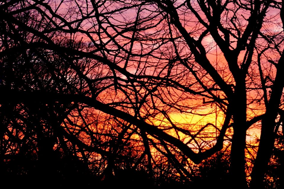 Tree sunny season