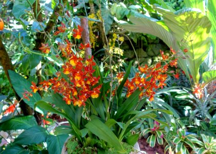 Oncostele Catatante 'Orange Delight' - Marie Selby Botanical Gardens - Sarasota, Florida - DSC01033