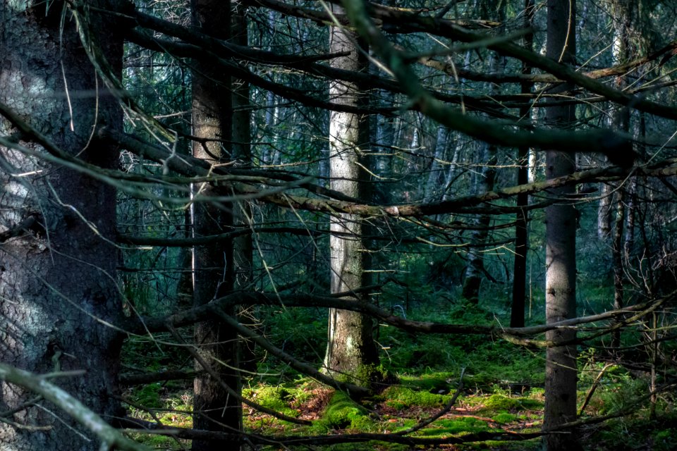 Old spruces at Myrstigen track