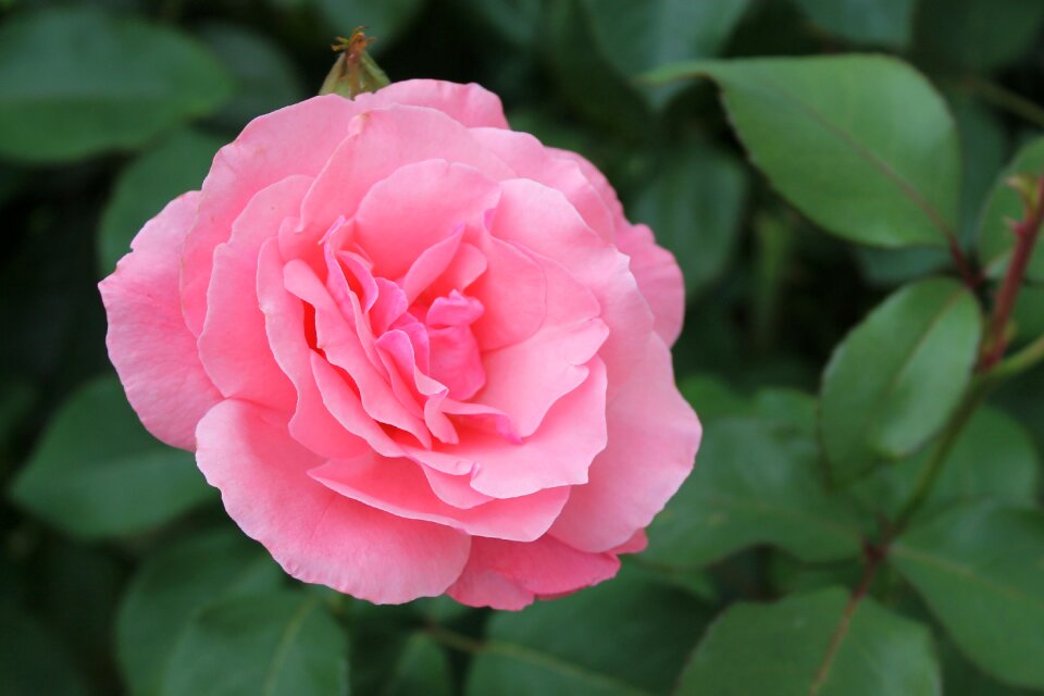 Rose flower nature plant