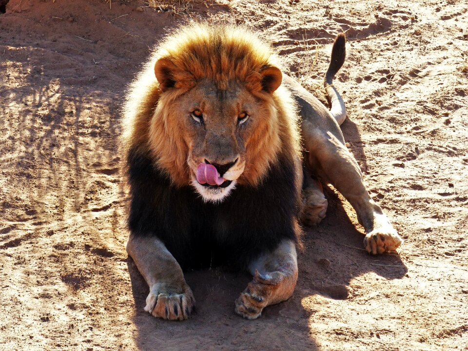 King of the beasts wild animals male
