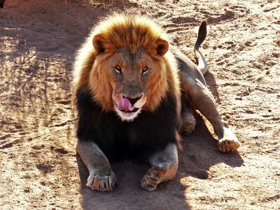 King of the beasts wild animals male photo
