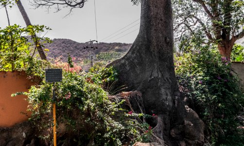 Old Tree in Fuentidueño