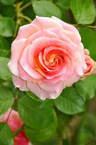 Nature plant garden