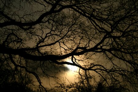 Gloomy tree night photo