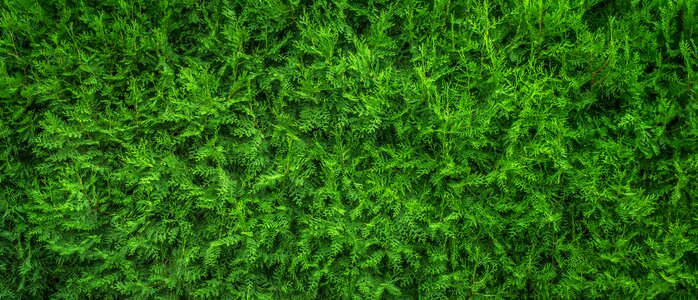 Wood green background photo