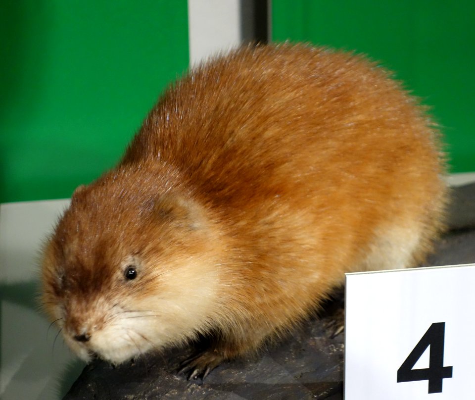 Ondatra zibethicus - Senckenberg Naturhistorische Sammlungen Dresden - DSC08201