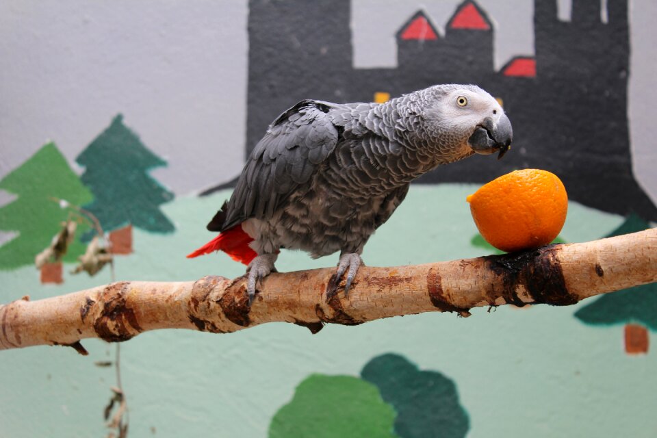 Orange eat feathers gray