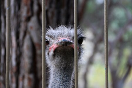 Ostrich railing nature photo