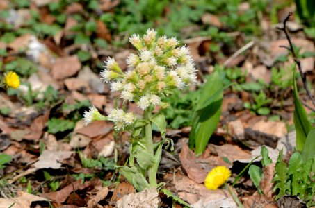 Petasites albus Anthese photo