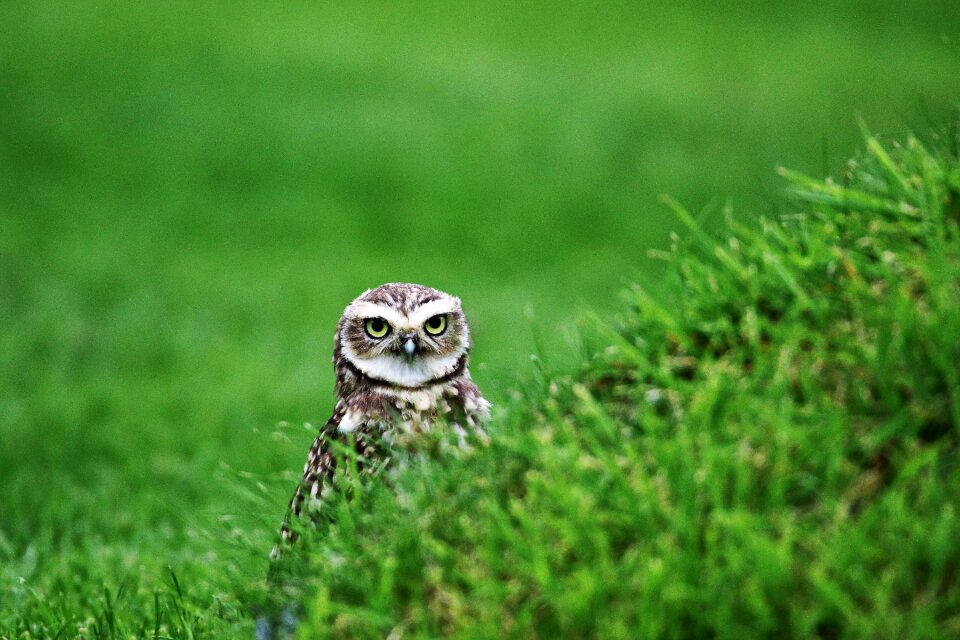 Burrowing wildlife small