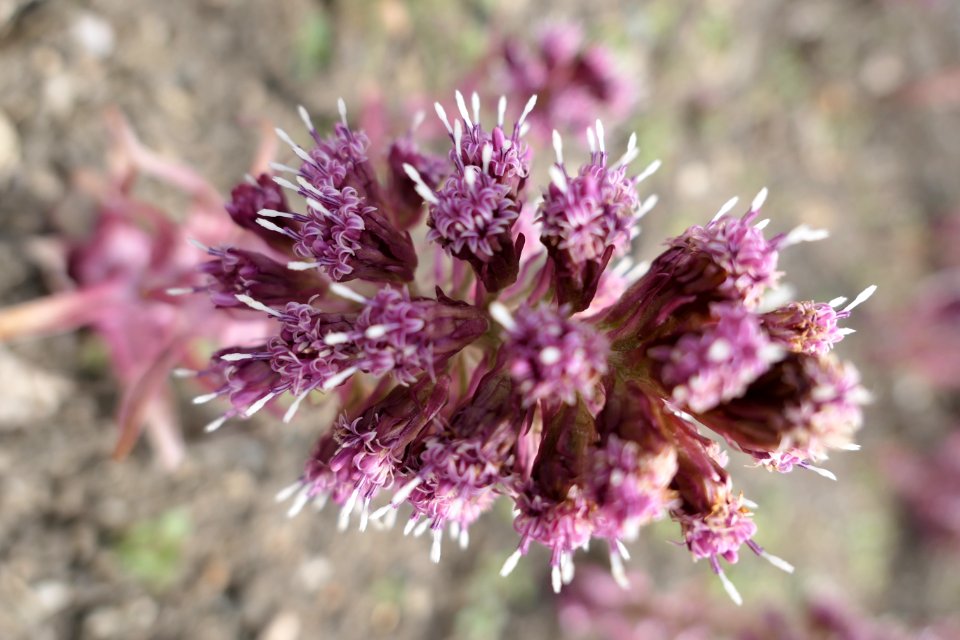 Petasites-Hybridus-top-3