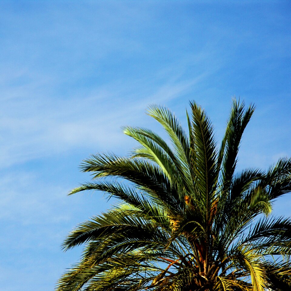 Nature summer sun