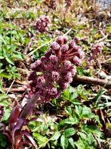 Petasites hybridus 122705720