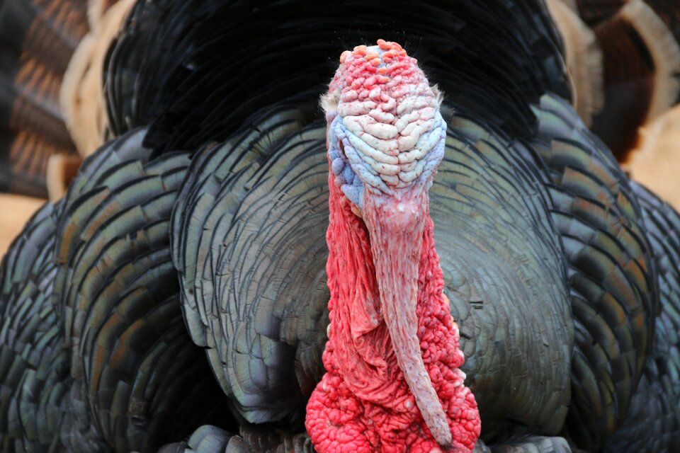Turkey animal nature