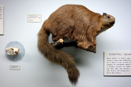 Petaurista albiventer - Museo Civico di Storia Naturale Giacomo Doria - Genoa, Italy - DSC02777