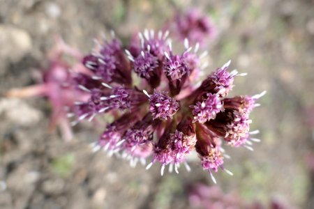 Petasites-Hybridus-top-2