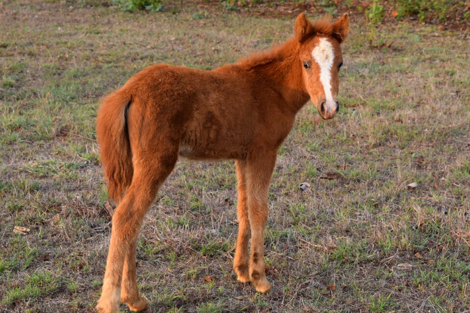 Animal baby horse brown horse