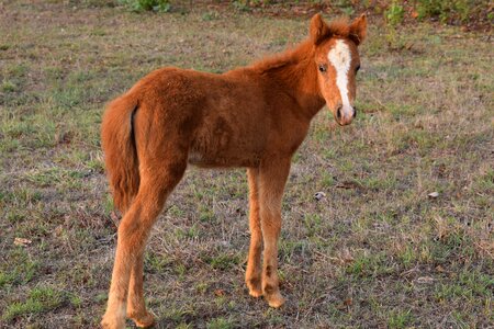 Animal baby horse brown horse