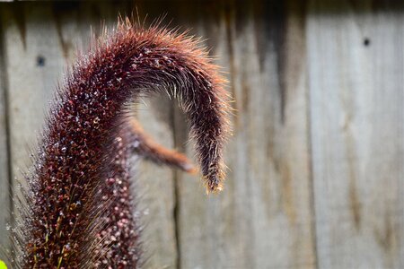 Brown fuzzy tail