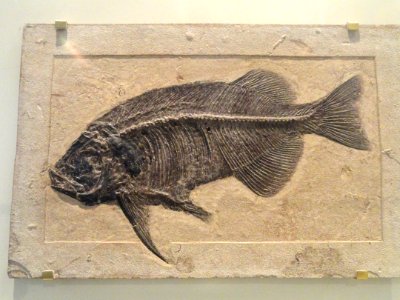 Phareodus testis, Wyoming, USA, Early Eocene - Royal Ontario Museum - DSC00119
