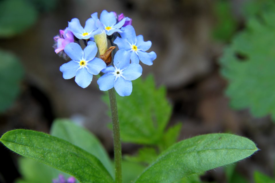Pflanzen 2011-04-17-6351