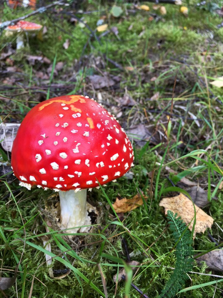 Mushrooms toadstools the nature of the