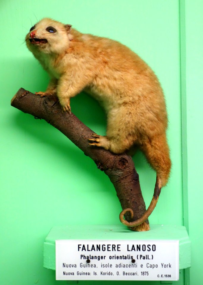 Phalanger orientalis - Museo Civico di Storia Naturale Giacomo Doria - Genoa, Italy - DSC03006
