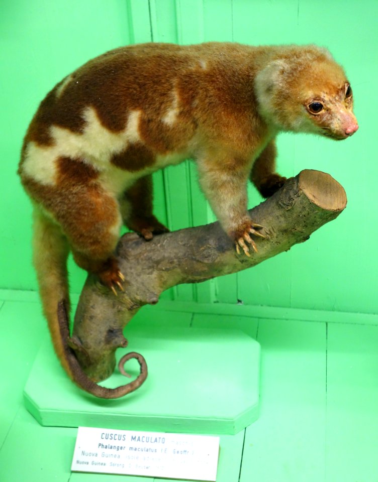 Phalanger maculatus (male) - Museo Civico di Storia Naturale Giacomo Doria - Genoa, Italy - DSC03051