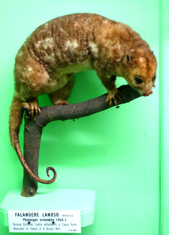 Phalanger orientalis (female) - Museo Civico di Storia Naturale Giacomo Doria - Genoa, Italy - DSC03041