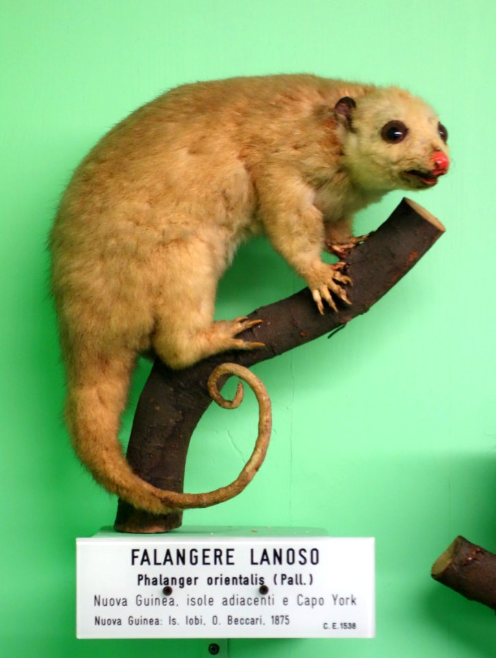 Phalanger orientalis - Museo Civico di Storia Naturale Giacomo Doria - Genoa, Italy - DSC03004