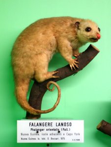 Phalanger orientalis - Museo Civico di Storia Naturale Giacomo Doria - Genoa, Italy - DSC03004