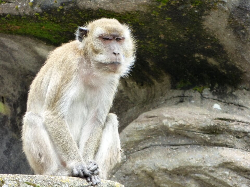 Monkey animal zoo
