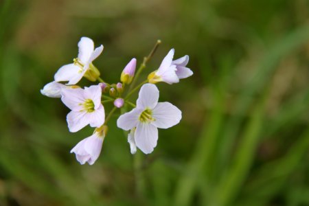 Pflanzen 2011-04-17-6370