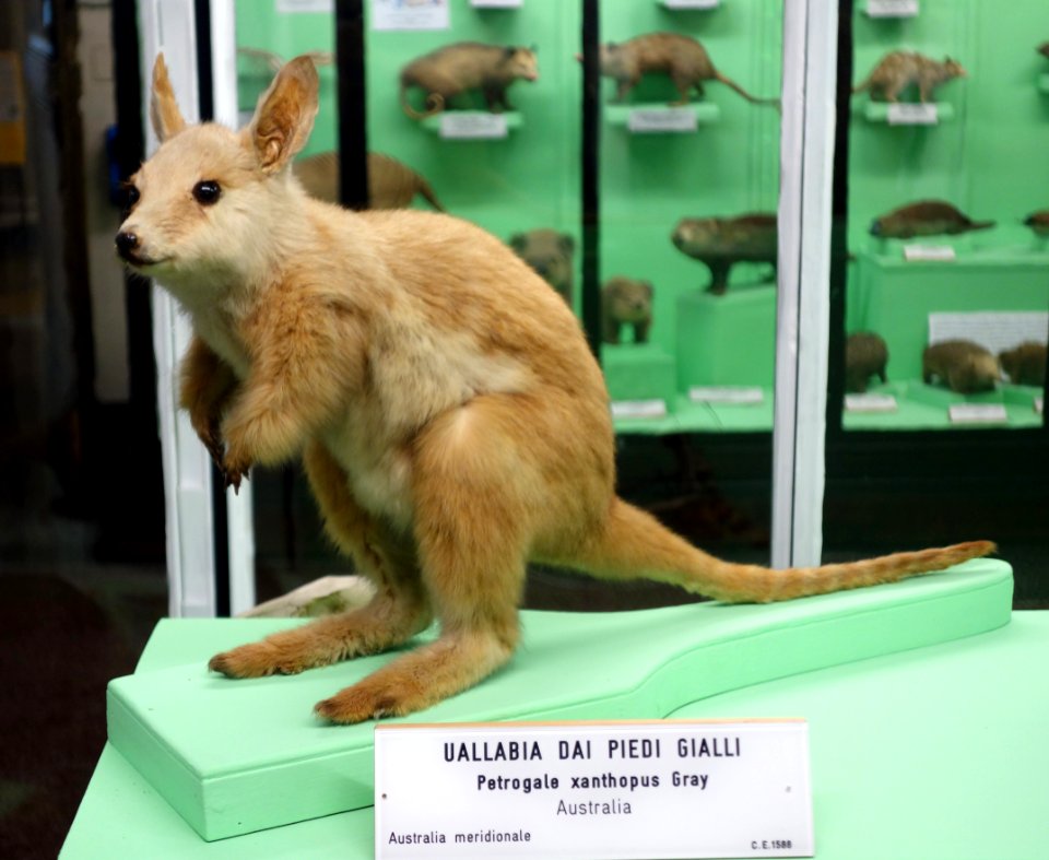 Petrogale xanthopus - Museo Civico di Storia Naturale Giacomo Doria - Genoa, Italy - DSC02910