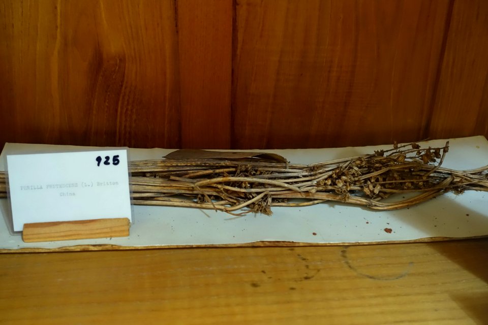 Perilla frutescens - Colégio de São Bento - University of Coimbra - Coimbra, Portugal - DSC09029